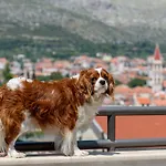 Kudelik *
